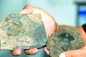 中國首次發現 2.9 億年前瓣齒鯊化石