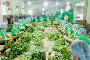 圖為前江省富貴勞務貿易農業合作社員工在分類蔬果。（圖源：970號工作組）