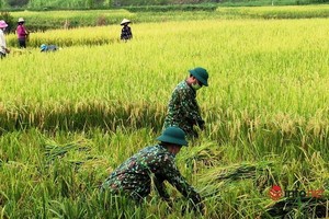 9月1日，乂安邊防部隊協助演州縣演海村農民收穫稻穀。（圖源：Infonet）