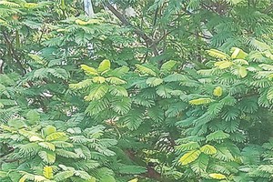 不同的綠以生命在譜寫成長衷曲。