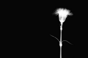 （示意圖源：互聯網） 