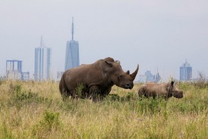 南非目前約有世界上近80%的犀牛。（圖源: 互聯網）