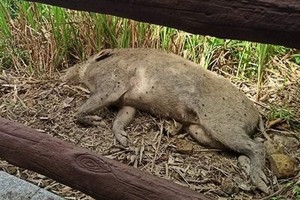 （香港野豬關注組FB圖片）