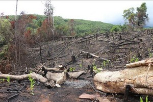 位於富安省山和縣的大塊樹林區遭砍伐。（圖源：越通社）