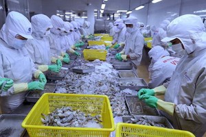 黑虎蝦粗加工工段。（圖源：工商部）