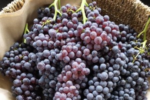 減肥者適合吃什麼葡萄？