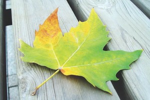 一葉落知天下秋