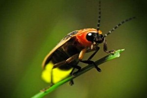 （示意圖源：互聯網） 