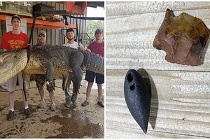 男子捕４米巨鱷剖肚驚見史前罕見文物