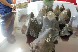 圖為被查獲的一起犀牛角走私案。