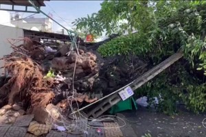百年榕樹拔根翻倒現場。（圖源: TTO）