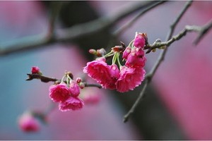 （示意圖源：互聯網） 