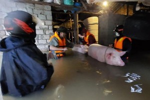 職能力量協助災區民眾及其財產和家畜遷移到安全地方。（圖源：VOV）