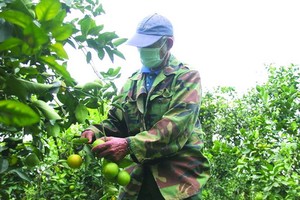 農民在收獲橙子。