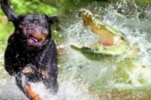 （示意圖源：互聯網） 