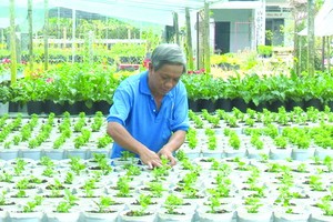 沙瀝市春花種植面積大幅減少