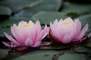 （示意圖源：互聯網） 