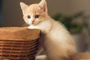 （示意圖源：互聯網） 