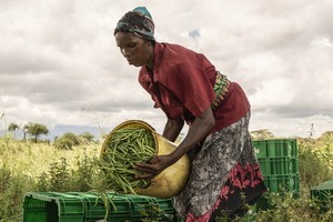 一名肯尼亞婦女在一個合作社農場對收穫的豆子進行分揀。（圖源：聯合國）