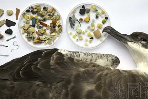 一支由日本研究人員主導的國際研究團隊近期經調查評估，全球大約52%的海鳥體內含有塑料添加劑，因此認為塑料污染對海洋動物的影響日益令人擔憂。（圖源：共同社） 