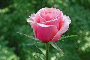 （示意圖源：互聯網） 