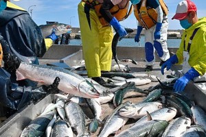 北海道面臨赤潮危機，漁獲大量死亡。（示意圖源：AP）