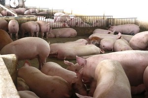 廣義再度爆發非洲豬瘟疫情。（示意圖源：阮莊）