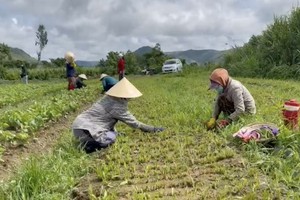 阮友卓僱用當地人種菜。