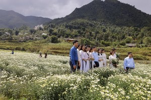 沙巴畫眉菊田每天吸引眾多遊客前來打卡。