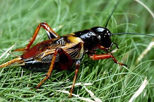 （示意圖源：互聯網） 