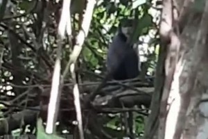 一頭黑腳白臂葉猴現身在西寧省黑婆山歷史文化林叢樹上。（圖源：越通社）