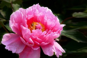 （示意圖源：互聯網） 