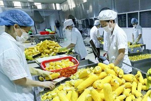 越南農產品外銷歐洲市場。（圖源：越通社）