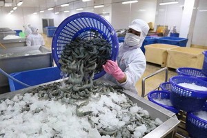 越南蝦類加工出口。（圖源：越通社）