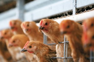 （示意圖源：互聯網） 