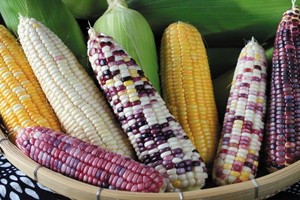 （示意圖源：互聯網） 