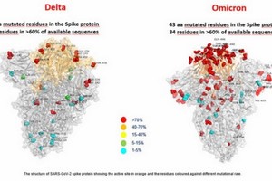 德爾塔毒株與奧密克戎毒株刺突蛋白突變對比圖。（圖源: 互聯網）