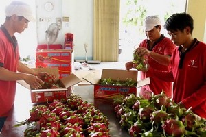 粗加工及包裝出口火龍果。