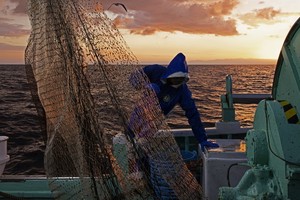 氣候暖化衝擊日本漁業，魚獲連續多年下降，去年總量只有1980年代的三成。（圖源：彭博社）