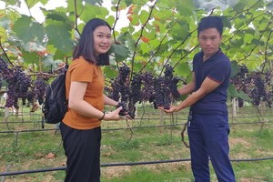 黃海防與參觀葡萄園的客人合照。