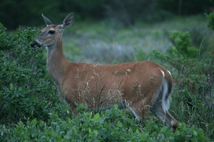 （示意圖：互聯網） 
