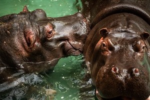 比利時Antwerp動物園兩隻河馬驗出新型冠狀病毒陽性。（圖：Antwerp動物園）