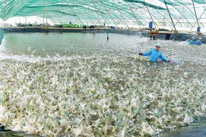 蝦類養殖收穫。（圖源：明姮）