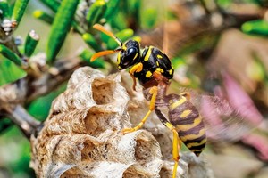 （示意圖：互聯網）