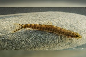 極度瀕危巴特曼河泥鰍重現土耳其