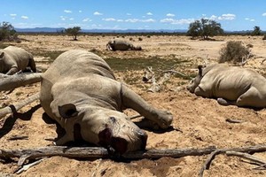 本月8日，位於開普敦郊區的一私人禁獵區就遭遇盜獵份子“洗劫”，共有四頭珍貴的非洲犀牛被射殺，其中包括一隻懷孕的雌性犀牛。（圖：Getty Images）