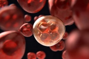 日本順天堂大學研究團隊成功研發出抗衰老疫苗，可以有效去除人體衰老細胞。（示意圖：Pixabay）