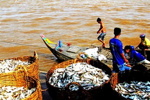 漁民捕撈單吻魚。（圖：VOV）