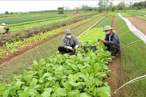 圖為河內市懷德縣前安鄉無公害蔬菜基地一景。（圖：越通社）