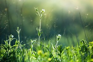 （示意圖：互聯網）